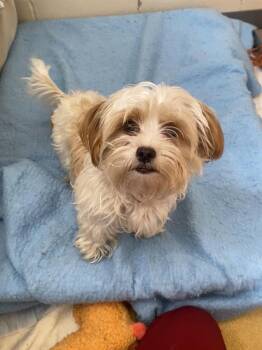 Rescue Havanese Dogs for Adoption in Fort Wayne, Indiana - GIGI | PetCurious