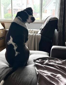 Dotty -  Pit Bull Terrier Dog for Adoption in Germantown, Ohio - Dotty | PetCurious