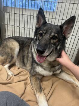 Koda-COURTESY POST -  German Shepherd Dog and Husky Dog for Adoption in Wantage, New Jersey - Koda-COURTESY POST | PetCurious