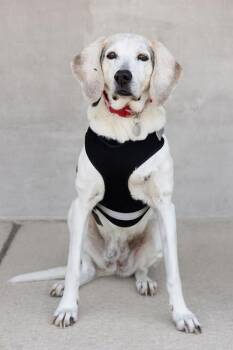 Dolly -  Mixed Breed Dog for Adoption in Longmont, Colorado - Dolly | PetCurious