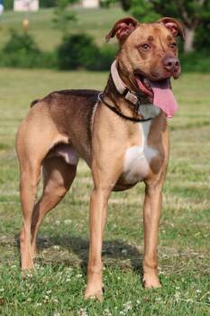 Mixed Breed Dogs Available for Adoption in Columbia, Tennessee - Otis | PetCurious