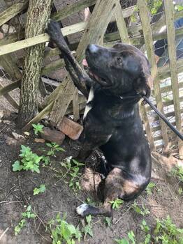 MRS BUCKET -  Mixed Breed Dog for Adoption in Dallas, Texas - MRS BUCKET | PetCurious
