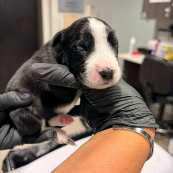Cheyla -  Australian Cattle Dog Blue Heeler and Labrador Retriever Dog for Adoption in Tampa, Florida - Cheyla | PetCurious