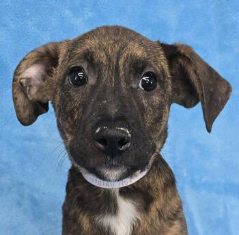 Rescue Pit Bull Terrier and Terrier Dogs for Adoption in New York, New York - Jareth *foster Needed* | PetCurious