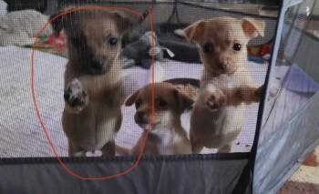 Chihuahua and Terrier Dogs Available for Adoption - Buttercup | PetCurious