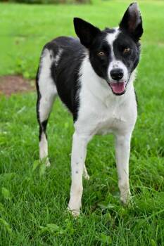Bella -  Collie and Mixed Breed Dog for Adoption in Lagrange, Indiana - Bella | PetCurious