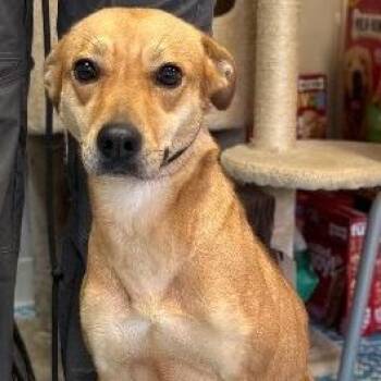 Mixed Breed Dogs Available for Adoption - Sweetie | PetCurious