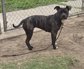 Pit Bull Terrier Dogs Available for Adoption in Humble, Texas - Brindle Pit | PetCurious