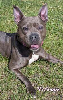 Vivienne -  Pit Bull Terrier and Mixed Breed Dog for Adoption in Mason, Michigan - Vivienne | PetCurious