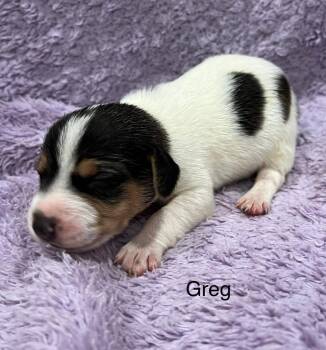 Beagle and Jack Russell Terrier Dogs Available for Adoption in Lawrenceburg, Tennessee - Greg (Tank) | PetCurious