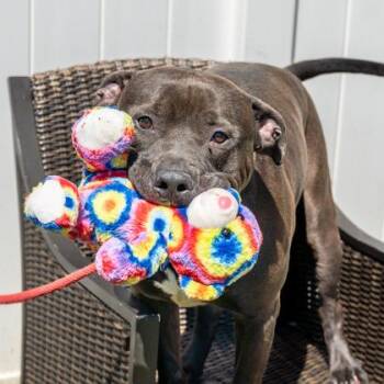 Mixed Breed Dogs Available for Adoption in Chamblee, Georgia - Rhino | PetCurious