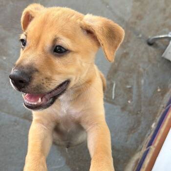 Curry -  Labrador Retriever Dog for Adoption in Fort Belvoir, Virginia - Curry | PetCurious