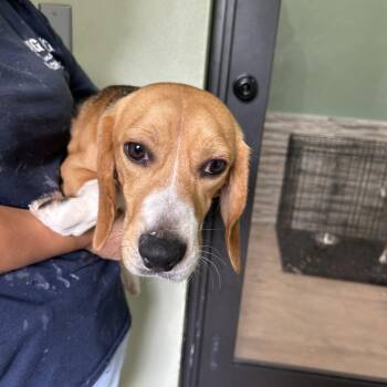 Harvey aka DHF5 - 3614 -  Beagle Dog for Adoption in Loxahatchee Groves, Florida - Harvey Aka DHF5 - 3614 | PetCurious