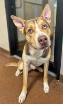 Rescue Husky Dogs for Adoption in Winfield, Kansas - Timmy | PetCurious