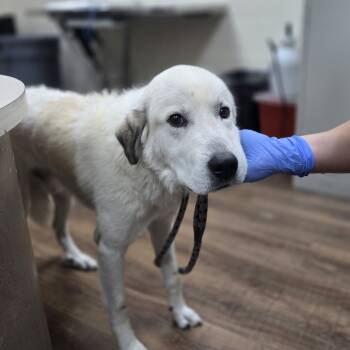 Rescue Great Pyrenees Dogs for Adoption in Incline Village, Nevada - James Baxter | PetCurious