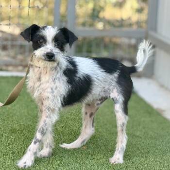 Louie -  Terrier and Chihuahua Dog for Adoption in Hondo, Texas - Louie | PetCurious