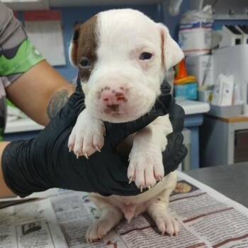 Alan (Lola Pup 5) -  Hound and Mixed Breed Dog for Adoption in Marble, North Carolina - Alan (Lola Pup 5) | PetCurious