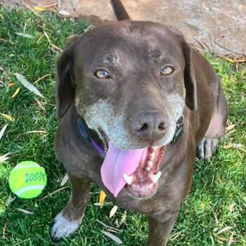 Tilly -  Labrador Retriever Dog for Adoption in Concord, California - Tilly | PetCurious