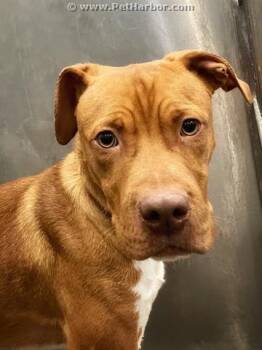 Mixed Breed Dogs Available for Adoption in Dallas, Texas - NICK | PetCurious