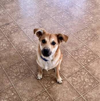 Max -  Carolina Dog Dog for Adoption in Loogootee, Indiana - Max | PetCurious
