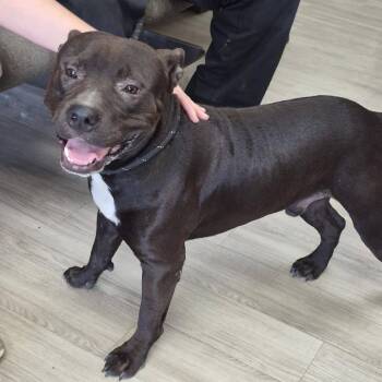 Meatloaf -  Pit Bull Terrier Dog for Adoption in Cleveland, Mississippi - Meatloaf | PetCurious