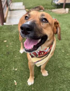 Jojo -  Shepherd Dog for Adoption in Fort Worth, Texas - Jojo | PetCurious