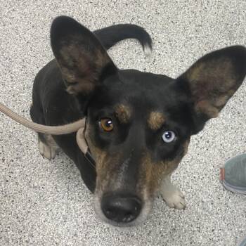 Nini -  Catahoula Leopard Dog and Pit Bull Terrier Dog for Adoption in Reno, Nevada - Nini | PetCurious