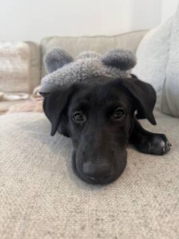 Black Labrador Retriever and Shepherd Dogs Available for Adoption - ECLIPSE | PetCurious