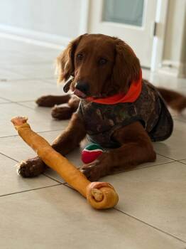 Golden Retriever Dogs Available for Adoption - Charlie | PetCurious