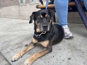 Kobe -  Mixed Breed Dog for Adoption in New York, New York - Kobe | PetCurious