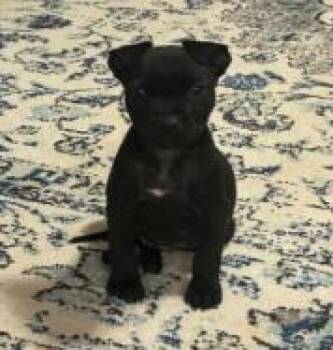 Cyborg -  Mixed Breed Dog for Adoption in West Chester, Pennsylvania - Cyborg | PetCurious