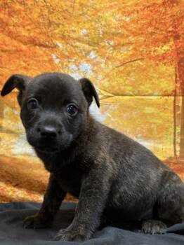 Rescue Shepherd and Mixed Breed Dogs for Adoption in San Antonio, Texas - Jessie | PetCurious