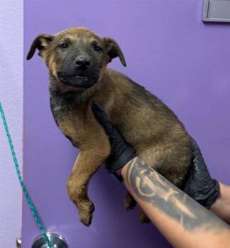 Belgian Shepherd Malinois and Mixed Breed Dogs Available for Adoption in El Paso, Texas - 60837319 | PetCurious