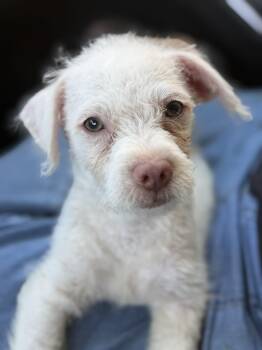 Ivory -  Terrier and Poodle Dog for Adoption in Yuba City, California - Ivory | PetCurious