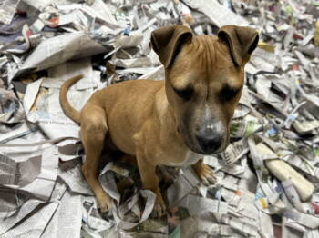 Rescue Terrier Dogs for Adoption in Pottstown, Pennsylvania - Aster | PetCurious
