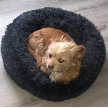 Mixed Breed Dogs Available for Adoption in New York, New York - Izzy | PetCurious