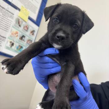 Mixed Breed Dogs Available for Adoption in Columbiana, Alabama - Sleep Token | PetCurious