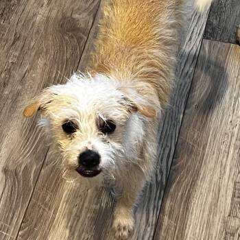 Maxx -  Terrier Dog for Adoption in Martinez, California - Maxx | PetCurious