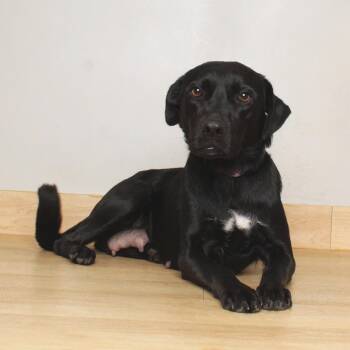 Autumn D71078 -  Labrador Retriever and Mixed Breed Dog for Adoption in Minnetonka, Minnesota - Autumn D71078 | PetCurious