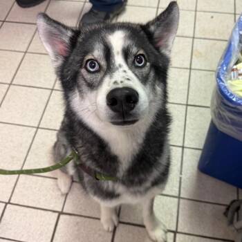 Mixed Breed Dogs Available for Adoption - Iris | PetCurious