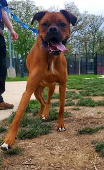 Mixed Breed Dogs Available for Adoption in Fairfax, Virginia - Ace | PetCurious