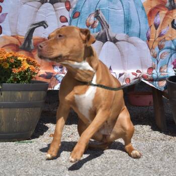 Pit Bull Terrier Dogs Available for Adoption - Autumn | PetCurious