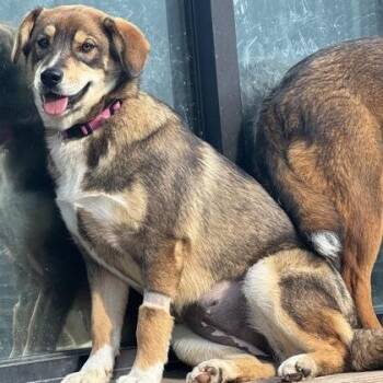 Australian Shepherd and Husky Dogs Available for Adoption in The Colony, Texas - Shirley | PetCurious
