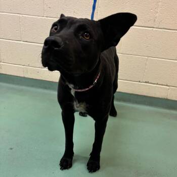 Stella B -  Mixed Breed Dog for Adoption in Memphis, Tennessee - Stella B | PetCurious