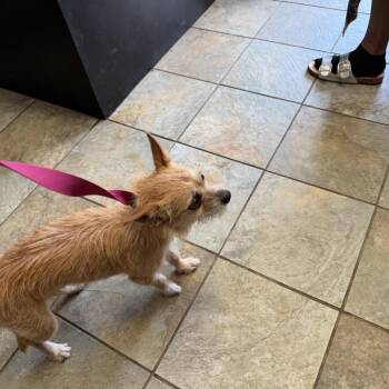 Enzo -  Mixed Breed Dog for Adoption in Melrose, Florida - Enzo | PetCurious
