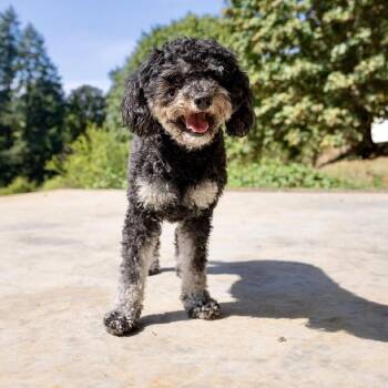 Beatrice -  Maltese and Miniature Poodle Dog for Adoption in Portland, Oregon - Beatrice | PetCurious