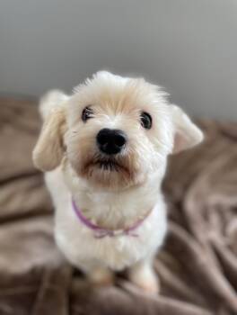 Bea -  Maltese and Mixed Breed Dog for Adoption in Oxford, Michigan - Bea | PetCurious