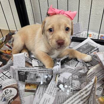 Penny -  Retriever Dog for Adoption in Huntsville, Alabama - Penny | PetCurious