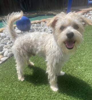 LOUIE -  Morkie Dog for Adoption in Dallas, Texas - LOUIE | PetCurious