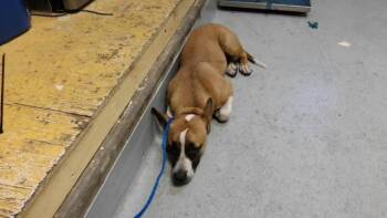 TULSA -  Bull Terrier and Mixed Breed Dog for Adoption in Tulsa, Oklahoma - TULSA | PetCurious